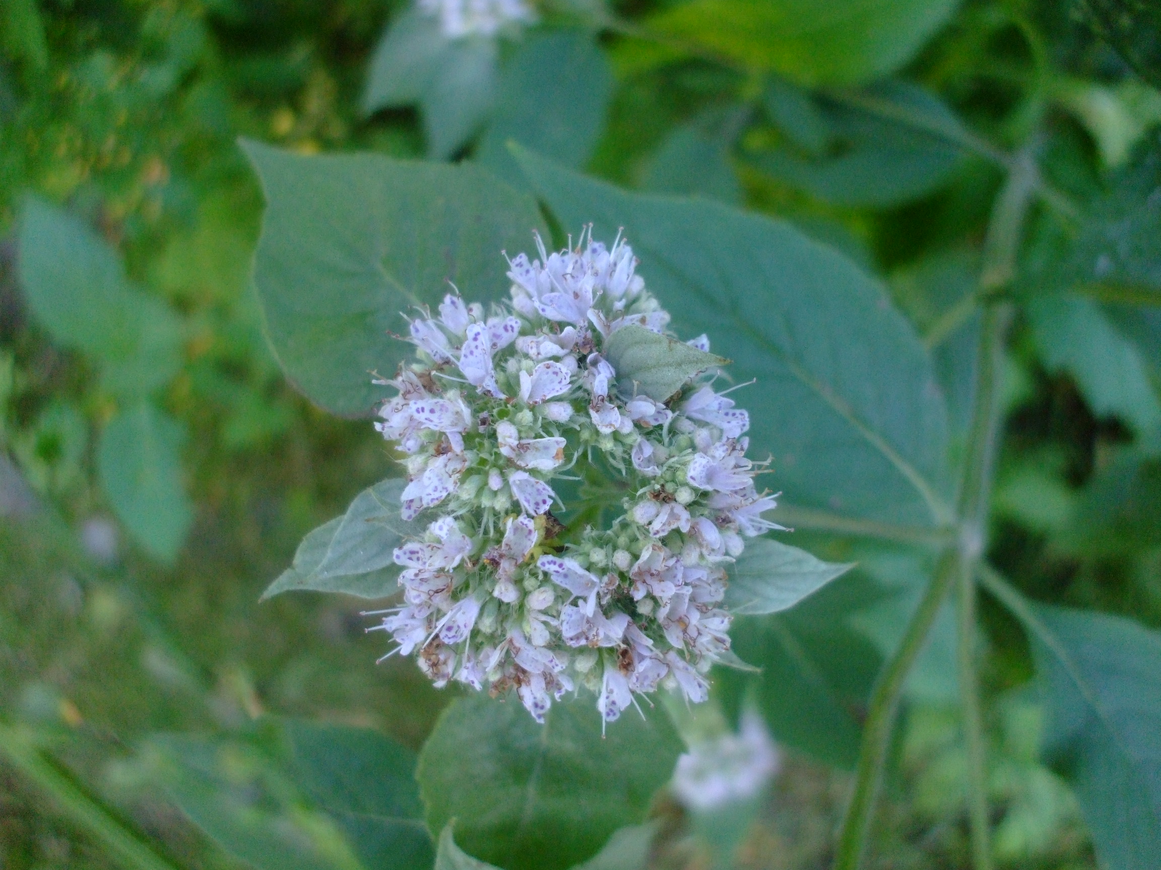 Pycnanthemum incanum